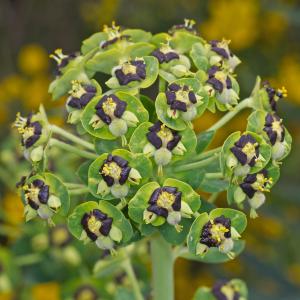 Photographie n°217776 du taxon Euphorbia characias L. [1753]