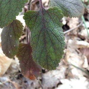 Photographie n°217822 du taxon Teucrium scorodonia L. [1753]