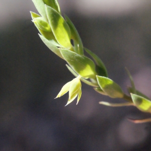 Lysimachia linum-stellatum L. (Astéroline en étoile)