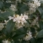  Pauline Guillaumeau - Osmanthus x burkwoodii (Burkwood. & Skipw.) P.S.Green