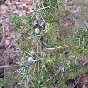 Photographie n°217860 du taxon Juniperus communis L.