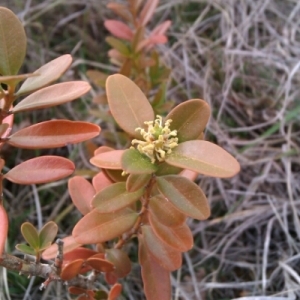 Photographie n°217864 du taxon Buxus sempervirens L. [1753]