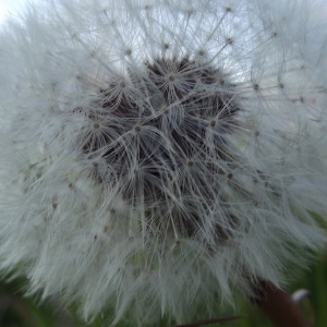 Photographie n°217870 du taxon Taraxacum officinale F.H.Wigg. [1780]