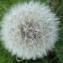  Jean-Claude Echardour - Taraxacum officinale F.H.Wigg. [1780]