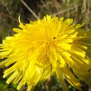 Photographie n°217872 du taxon Taraxacum officinale F.H.Wigg. [1780]