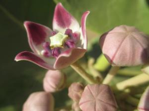 Samantha BAZAN, le 14 mars 2014 (Dakar)