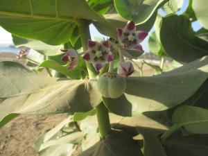 Samantha BAZAN, le 14 mars 2014 (Dakar)