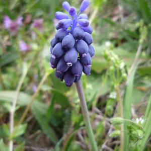 Photographie n°217890 du taxon Muscari neglectum Guss. ex Ten. [1842]