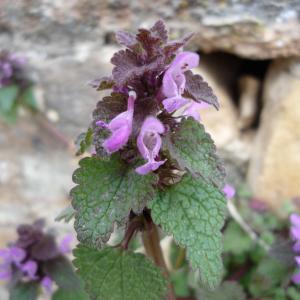 Photographie n°217894 du taxon Lamium purpureum L. [1753]