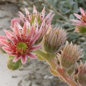 Sempervivum tectorum subsp. rupestre var. speciosum Rouy & E.G.Camus