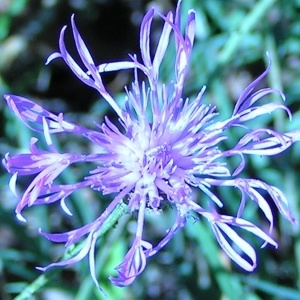  - Centaurea decipiens subsp. thuillieri (Dostál) B.Bock