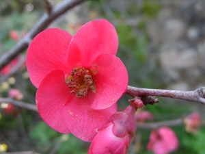 Nathalie ALIBELLI, le 15 mars 2014 (Ajaccio)