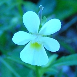 Photographie n°217930 du taxon Viola tricolor subsp. tricolor