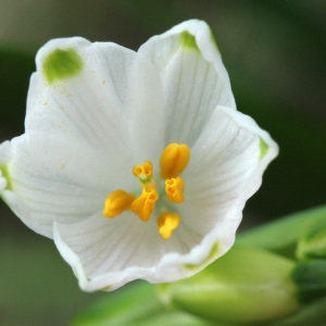 Photographie n°217960 du taxon Leucojum aestivum L.