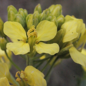 Photographie n°218010 du taxon Sinapis alba L.