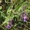  Jean-Claude Echardour - Pulmonaria longifolia (Bastard) Boreau [1857]