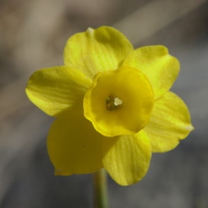 Narcissus assoanus Dufour (Narcisse d'Asso)