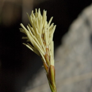 Carex gynobasis Vill. (Laiche de Haller)