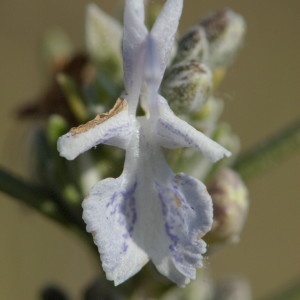 Photographie n°218064 du taxon Rosmarinus officinalis L.