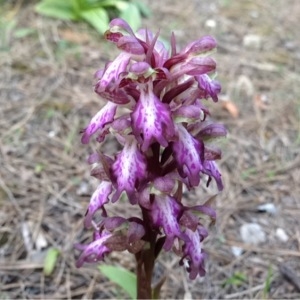 Photographie n°218111 du taxon Himantoglossum robertianum (Loisel.) P.Delforge [1999]