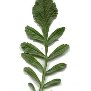 Photographie n°218117 du taxon Scabiosa atropurpurea var. maritima (L.) Fiori [1903]