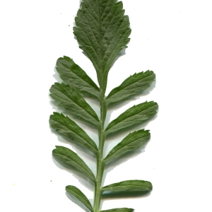 Photographie n°218118 du taxon Scabiosa atropurpurea var. maritima (L.) Fiori [1903]