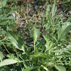 Photographie n°218119 du taxon Scabiosa atropurpurea var. maritima (L.) Fiori [1903]