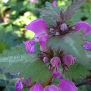 Photographie n°218124 du taxon Lamium maculatum (L.) L. [1763]