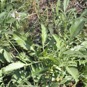 Photographie n°218130 du taxon Scabiosa atropurpurea var. maritima (L.) Fiori [1903]