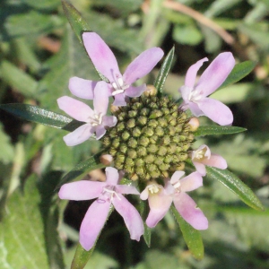 Photographie n°218131 du taxon Scabiosa atropurpurea var. maritima (L.) Fiori [1903]