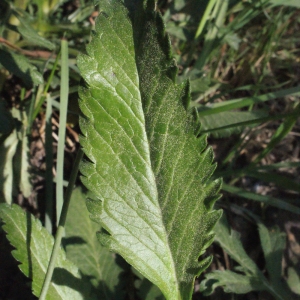 Photographie n°218133 du taxon Scabiosa atropurpurea var. maritima (L.) Fiori [1903]