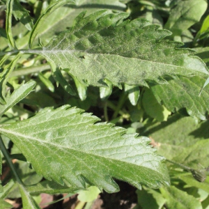Photographie n°218136 du taxon Scabiosa atropurpurea var. maritima (L.) Fiori [1903]