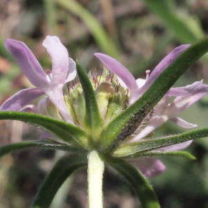 Photographie n°218137 du taxon Scabiosa atropurpurea var. maritima (L.) Fiori [1903]