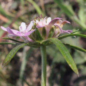 Photographie n°218139 du taxon Scabiosa atropurpurea var. maritima (L.) Fiori [1903]