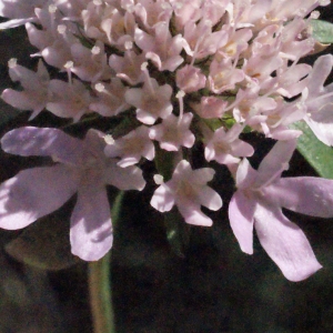 Photographie n°218141 du taxon Scabiosa atropurpurea var. maritima (L.) Fiori [1903]