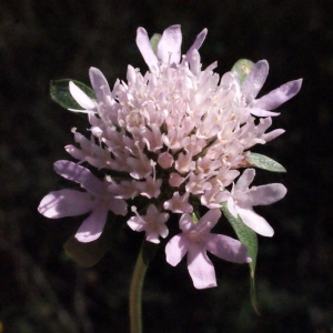 Photographie n°218142 du taxon Scabiosa atropurpurea var. maritima (L.) Fiori [1903]