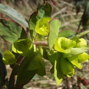 Photographie n°218149 du taxon Euphorbia amygdaloides L. [1753]