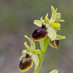  - Ophrys aranifera Huds. [1778]