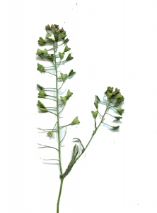 Liliane Roubaudi, le 16 mars 2014 (Narbonne)