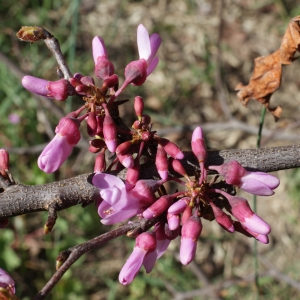 Photographie n°218171 du taxon Cercis siliquastrum L. [1753]