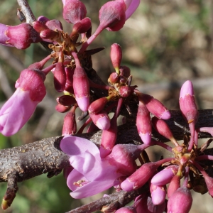 Photographie n°218172 du taxon Cercis siliquastrum L. [1753]