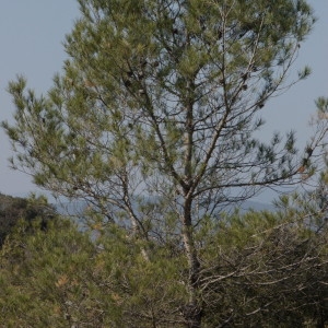 Photographie n°218183 du taxon Pinus halepensis Mill. [1768]