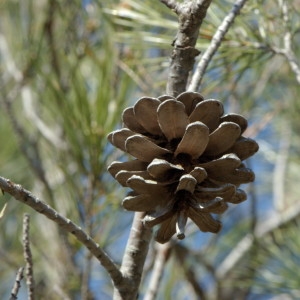 Photographie n°218184 du taxon Pinus halepensis Mill. [1768]