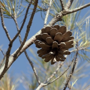 Photographie n°218186 du taxon Pinus halepensis Mill. [1768]