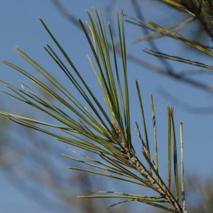 Photographie n°218187 du taxon Pinus halepensis Mill. [1768]