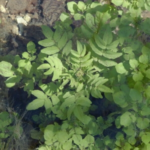 Photographie n°218190 du taxon Nasturtium officinale R.Br. [1812]