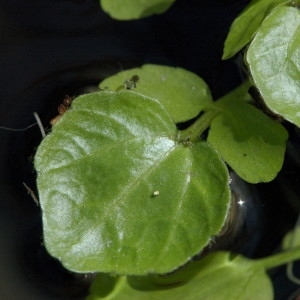 Photographie n°218192 du taxon Nasturtium officinale R.Br. [1812]