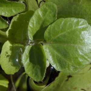 Photographie n°218194 du taxon Nasturtium officinale R.Br. [1812]