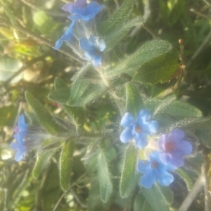 Photographie n°218207 du taxon Myosotis arvensis (L.) Hill [1764]