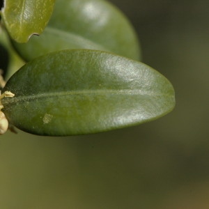 Photographie n°218222 du taxon Buxus sempervirens L.